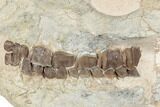 Fossil Running Rhino (Hyracodon) Skull - South Dakota #192112-3